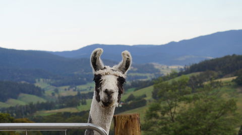 Llama Walks Tasmania - Accommodation Gladstone 0