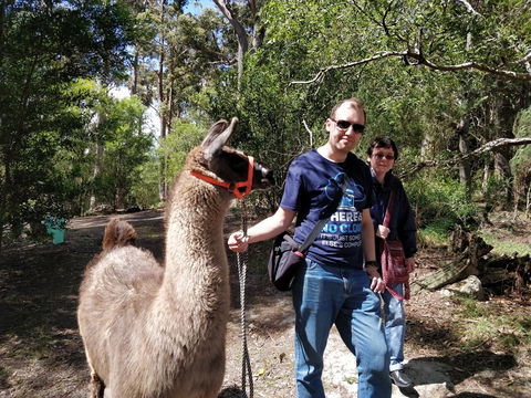 Llama Walks Tasmania - Accommodation Gladstone 1