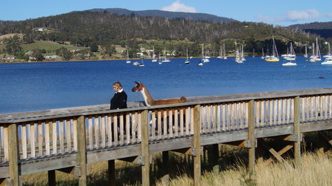 Llama Walks Tasmania - Accommodation Gladstone 2