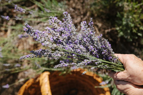 Nannup Lavender Farm - Accommodation Gladstone 2