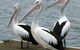 Pelican Feeding - thumb 0