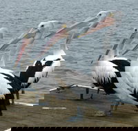 Pelican Feeding - Accommodation Gladstone