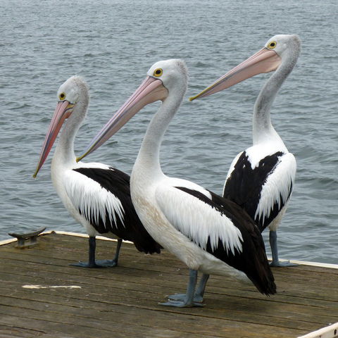 Pelican Feeding - Accommodation Gladstone 0