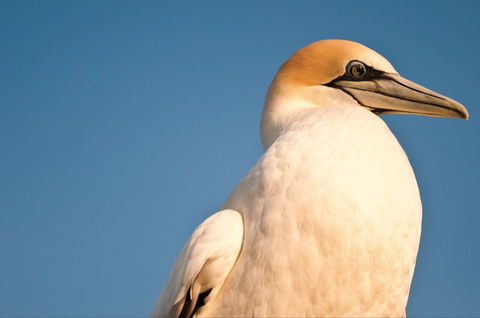 Port Phillip Heads Marine National Park - Accommodation Gladstone 0