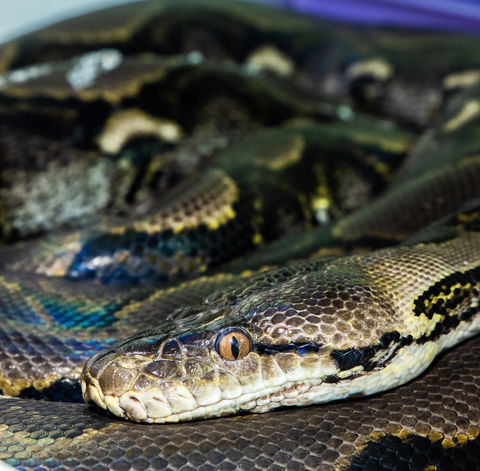 Serpentarium Wildlife Park Tasmania - Accommodation Gladstone 1