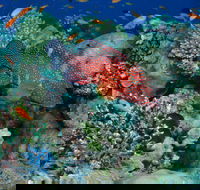 Steve's Bommie Dive Site - Accommodation Gladstone