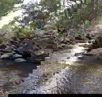 Threlfall Walking Track - Accommodation Gladstone