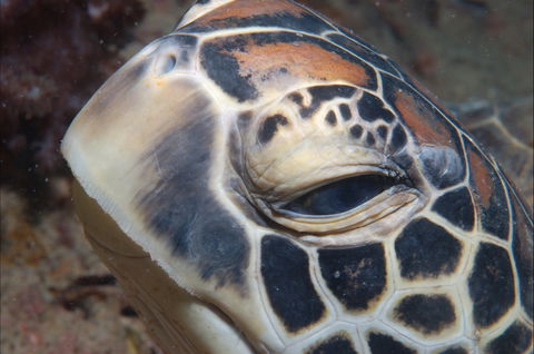 Turtle Bommie - Accommodation Gladstone 0