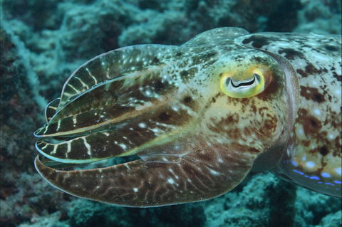 Turtle Bommie - Accommodation Gladstone 1