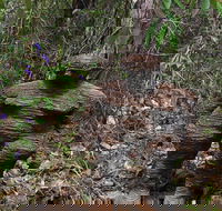 Understory Art In Nature - Accommodation Gladstone