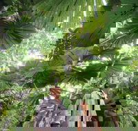 Wet Tropics Rainforest - Accommodation Gladstone