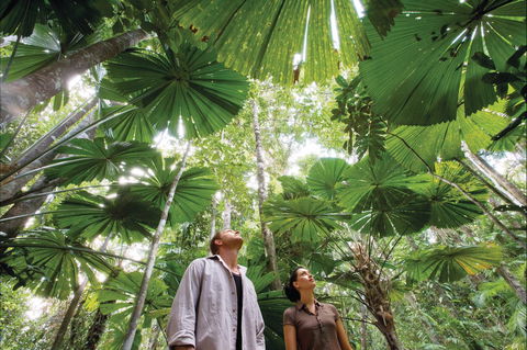 Wet Tropics Rainforest - Accommodation Gladstone 0