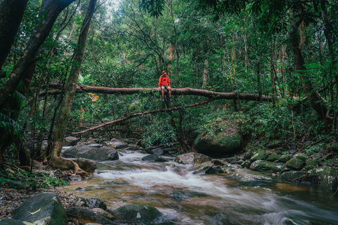 Wet Tropics Rainforest - Accommodation Gladstone 1