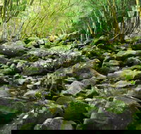 Wodi Wodi Walking Track - Accommodation Gladstone
