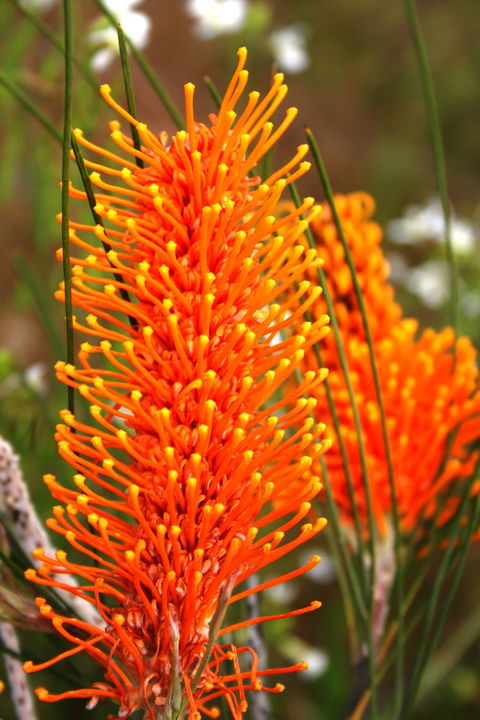 Wongan Hills Wildflowers - Accommodation Gladstone 0