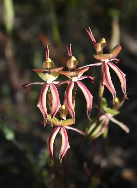 Wongan Hills Wildflowers - Accommodation Gladstone 1