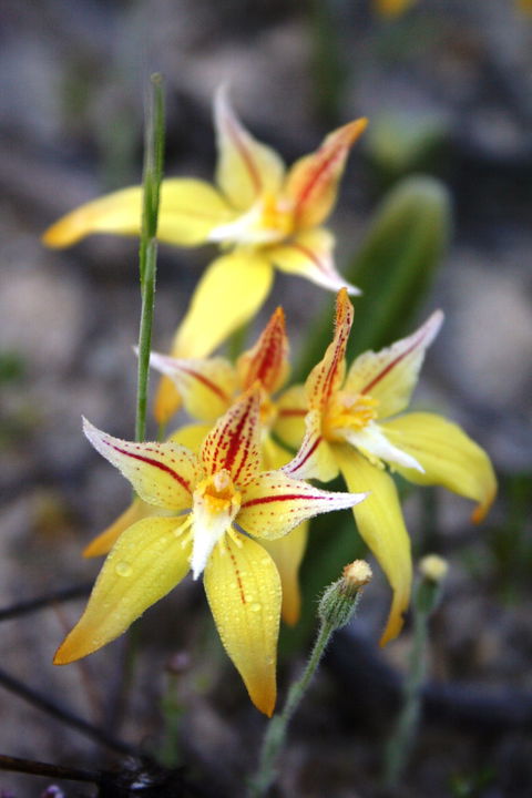 Wongan Hills Wildflowers - Accommodation Gladstone 2