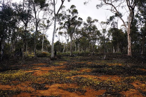 Woylie Walk, Dryandra Woodland - Accommodation Gladstone 0