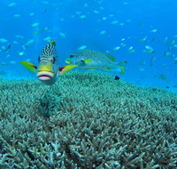 Wreck Bay Dive Site