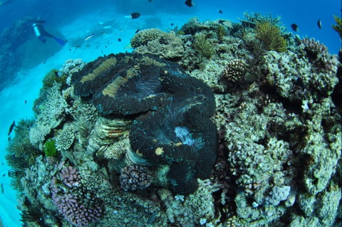 Wreck Bay Dive Site - Accommodation Gladstone 1