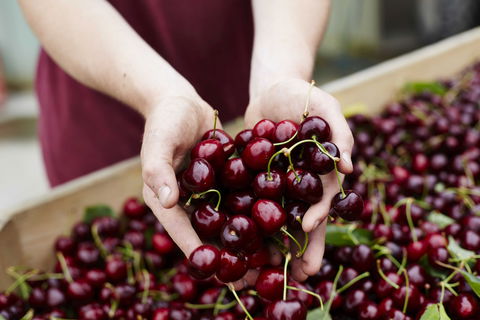 Yarra Valley Cherries - Accommodation Gladstone 0