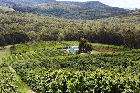 Yarra Valley Cherries - Accommodation Gladstone 2