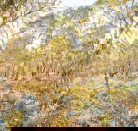 Alpine Views Walk - Accommodation Gladstone