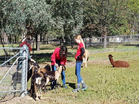 Animal Farm Visit - Accommodation Gladstone 1
