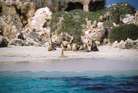 Australian Sea Lions - Accommodation Gladstone 0
