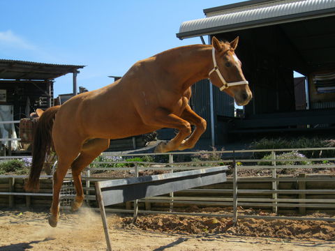 Boggy Creek Show - Accommodation Gladstone 1