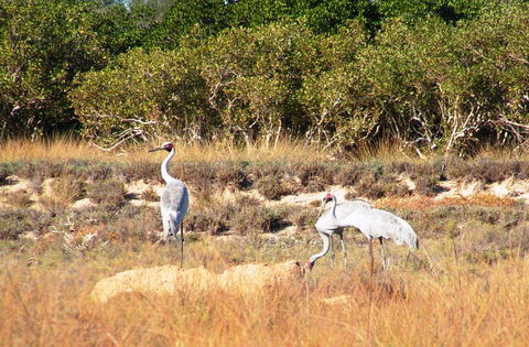Cape Keraudren Nature Reserve - Accommodation Gladstone 0