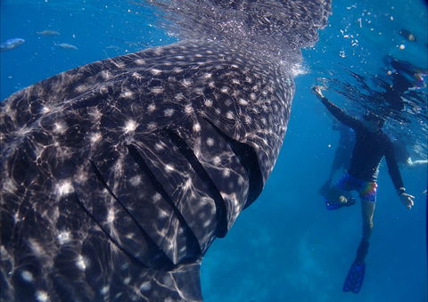 Coastal Water Dive - Accommodation Gladstone 0