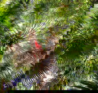 Depot Beach Rainforest Walk - Accommodation Gladstone