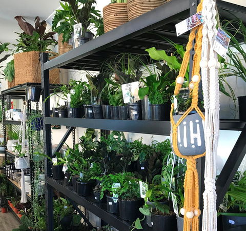Fancy Plants - Accommodation Gladstone 0