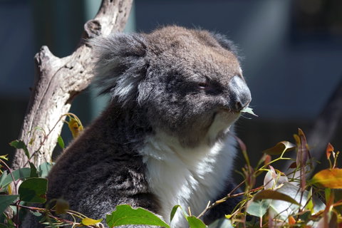 Gorge Wildlife Park - Accommodation Gladstone 0