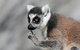 Gorge Wildlife Park - thumb 2