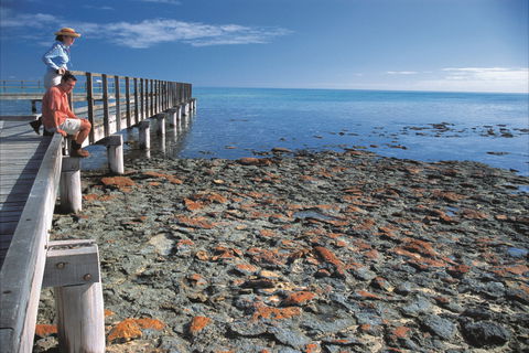 Hamelin Pool Stromatolites - Accommodation Gladstone 0