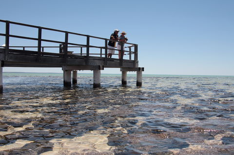 Hamelin Pool Stromatolites - Accommodation Gladstone 1