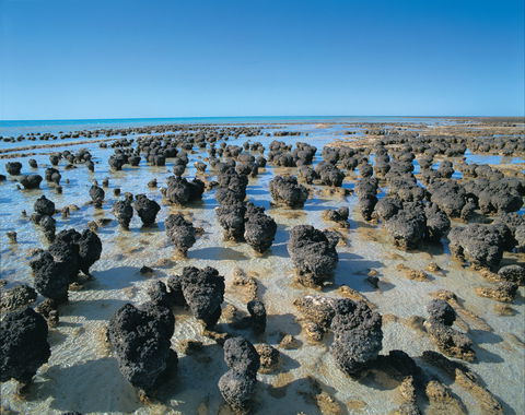 Hamelin Pool Stromatolites - Accommodation Gladstone 2