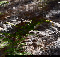 Langwarrin Flora and Fauna Reserve Walking Trails - Accommodation Gladstone