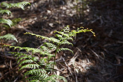 Langwarrin Flora And Fauna Reserve Walking Trails - Accommodation Gladstone 0