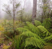 Link Trail - Gloucester Tops to Careys Peak - Accommodation Gladstone