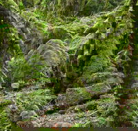 Lyrebird Walking Track - Accommodation Gladstone