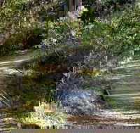 McDirtys Walking Track - Accommodation Gladstone