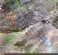 Mill-bullah Walking Track - Accommodation Gladstone