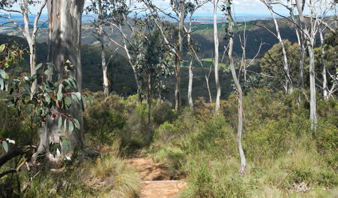 Mount Towac Walk - Accommodation Gladstone 0