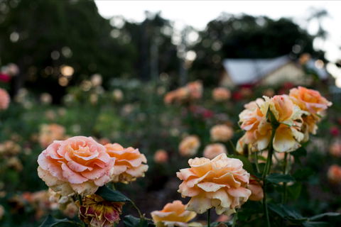 Newtown Park State Rose Garden - Accommodation Gladstone 0