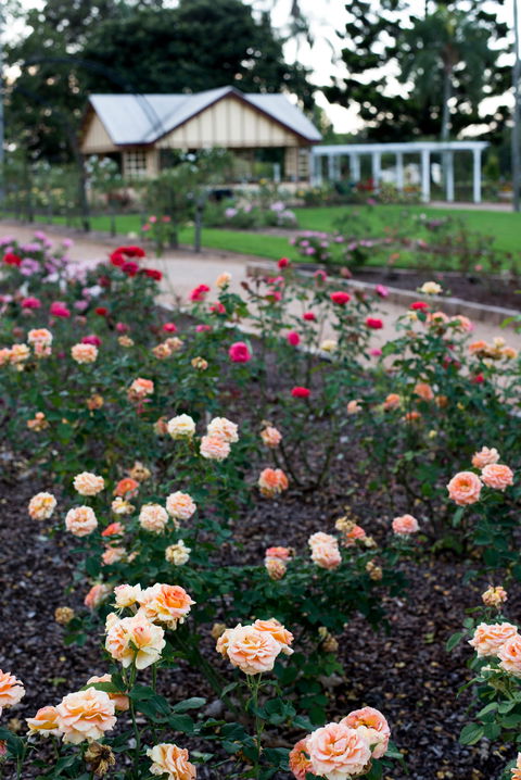 Newtown Park State Rose Garden - Accommodation Gladstone 2