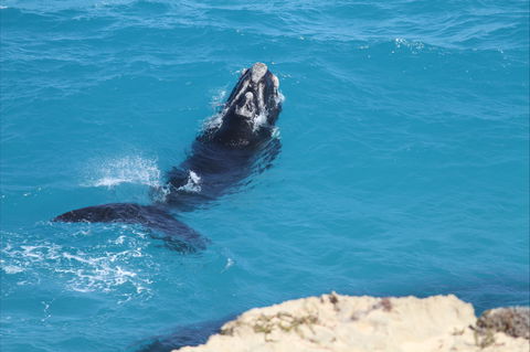 Nullarbor National Park - Accommodation Gladstone 2