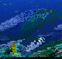 Osprey Reef - Accommodation Gladstone